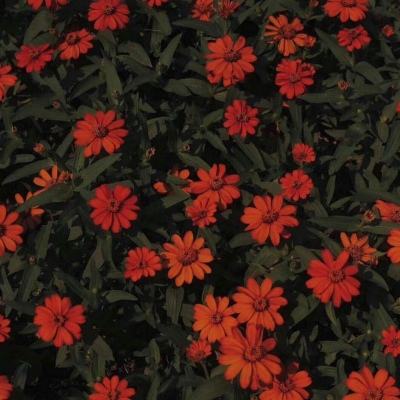 小虾米闯江湖无敌版下载